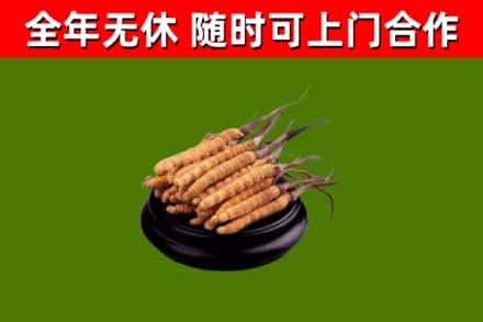庆阳烟酒回收冬虫夏草.jpg